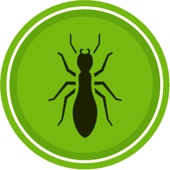 Pest Control: Taking Control of Your Home and Property